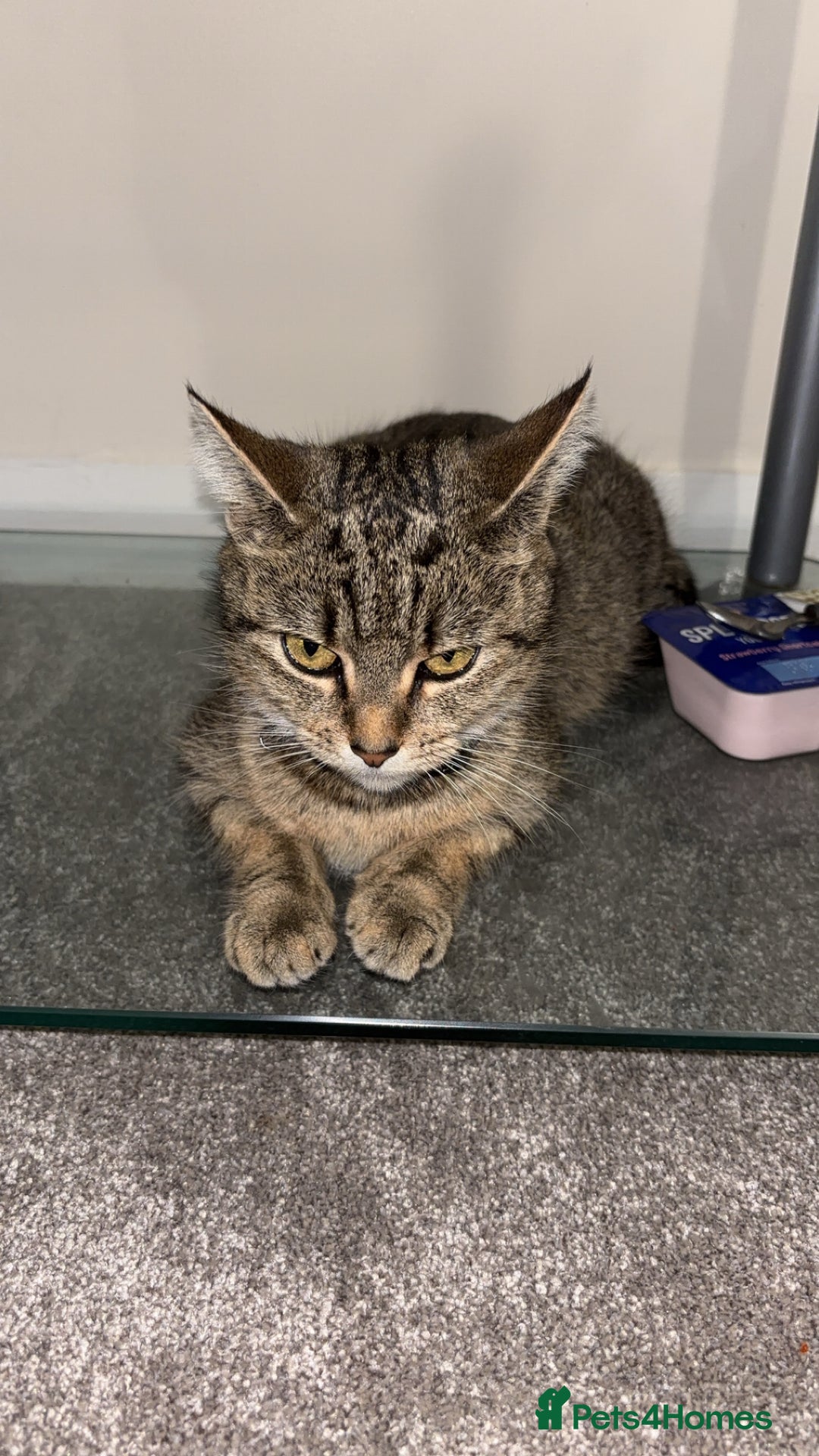 Domestic Shorthair cats for sale: Our Tabby has had kittens again - Advert 1