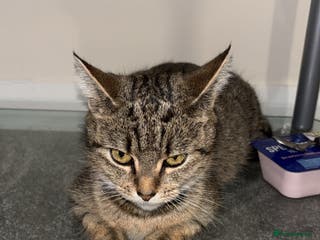 Domestic Shorthair cats Our Tabby has had kittens again - Advert 3