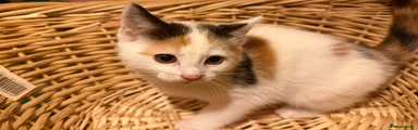 Calico girl