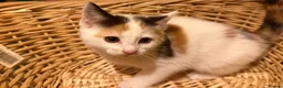 Mixed Breed cats for sale: Adorable moggie litter  in Machynlleth - Advert 5