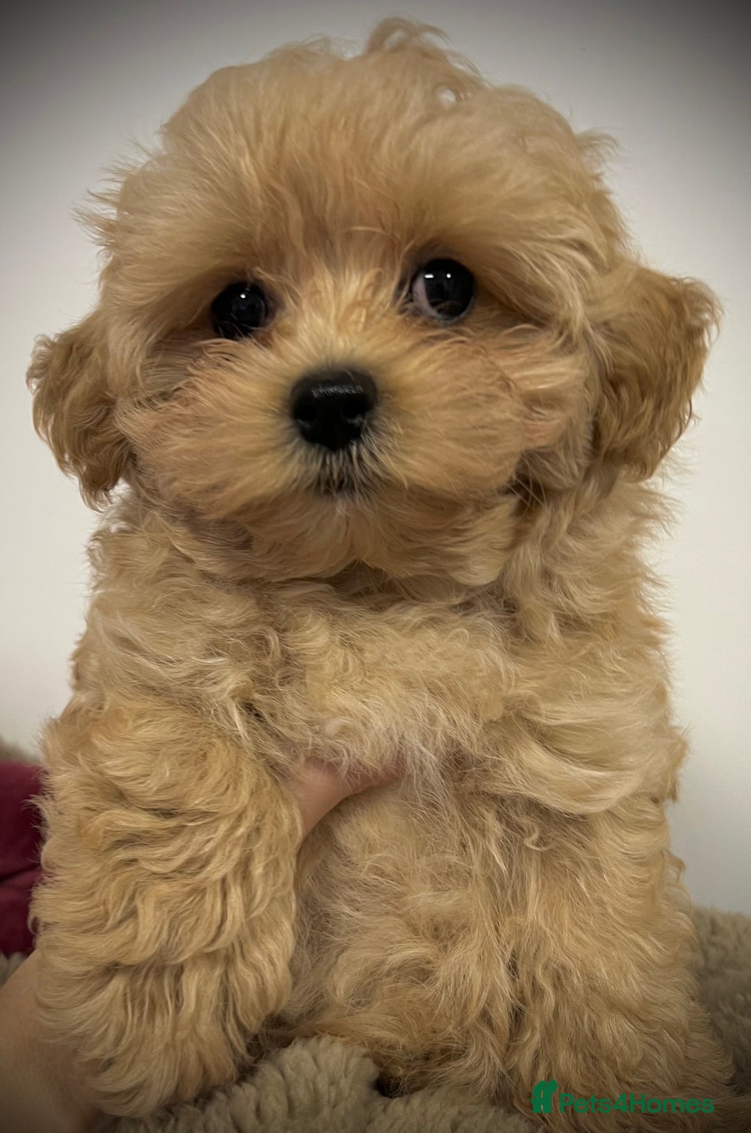 Toy Poodle dogs for sale: 🌟 Stunning Champagne Asian Toy Poodle Boy🌟 - Advert 1