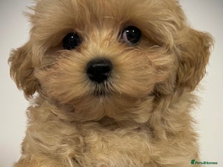 Toy Poodle dogs 🌟 Stunning Champagne Asian Toy Poodle Boy🌟 - Advert 5