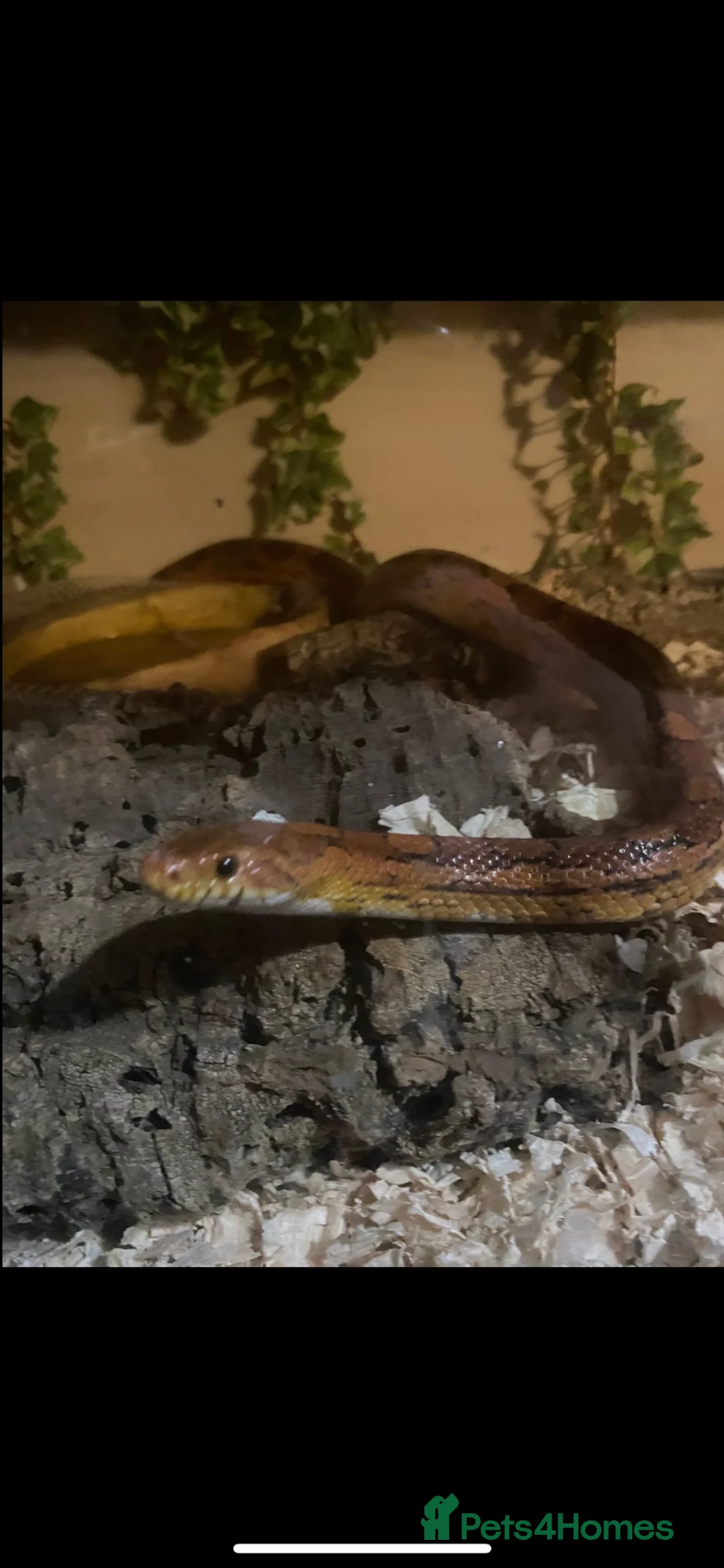Corn Snake reptiles for sale: Corn snake  in Saltburn-by-the-Sea - Advert 1