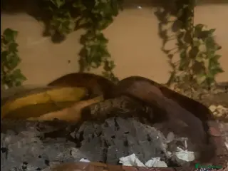 Corn Snake reptiles Corn snake - Advert 1