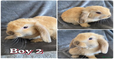 Mini Lop rabbits - Advert 3