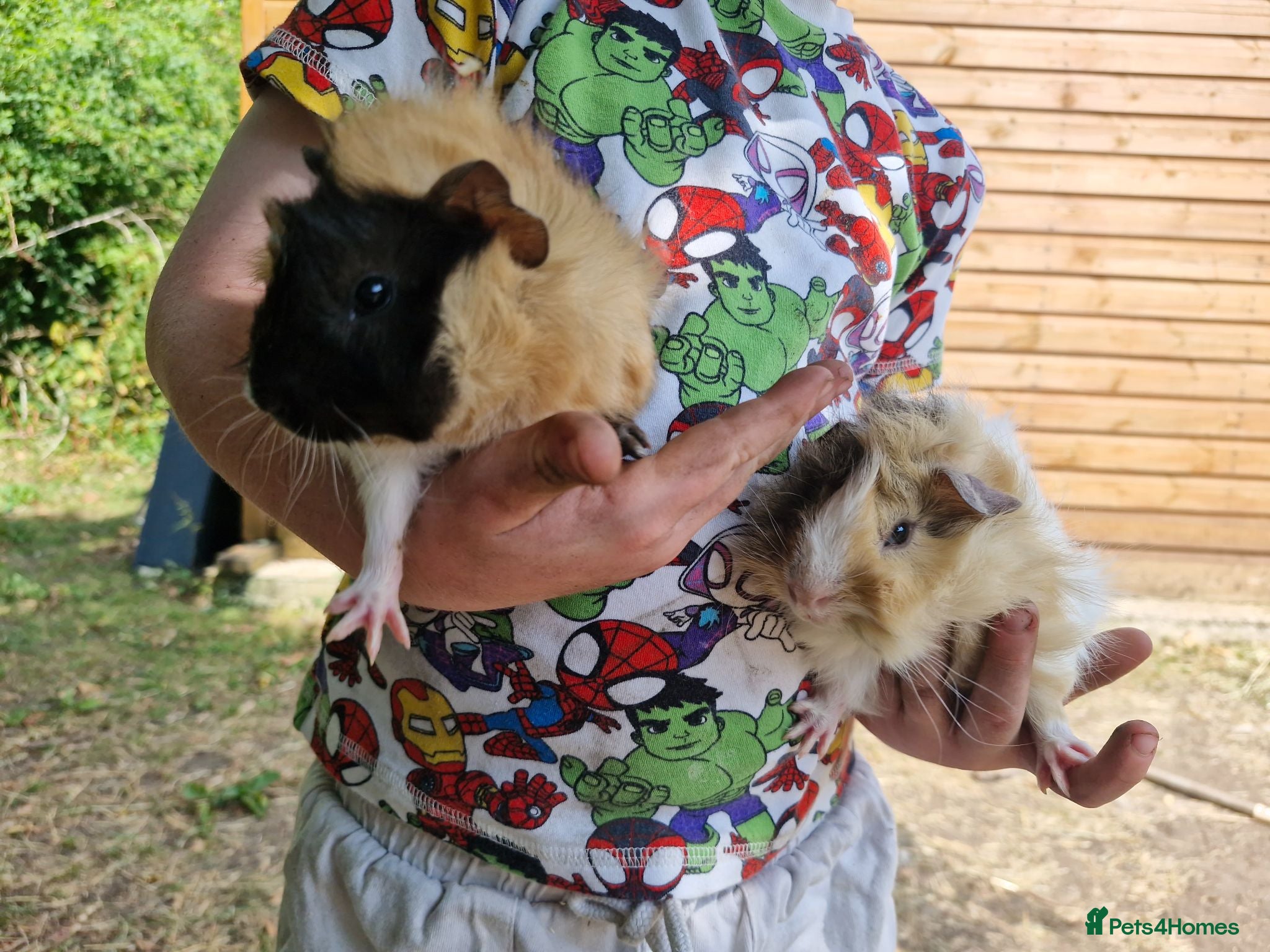 Guinea Pig rodents 2 lovely male baby guinea pigs - Born 4/6/26 - Advert 2
