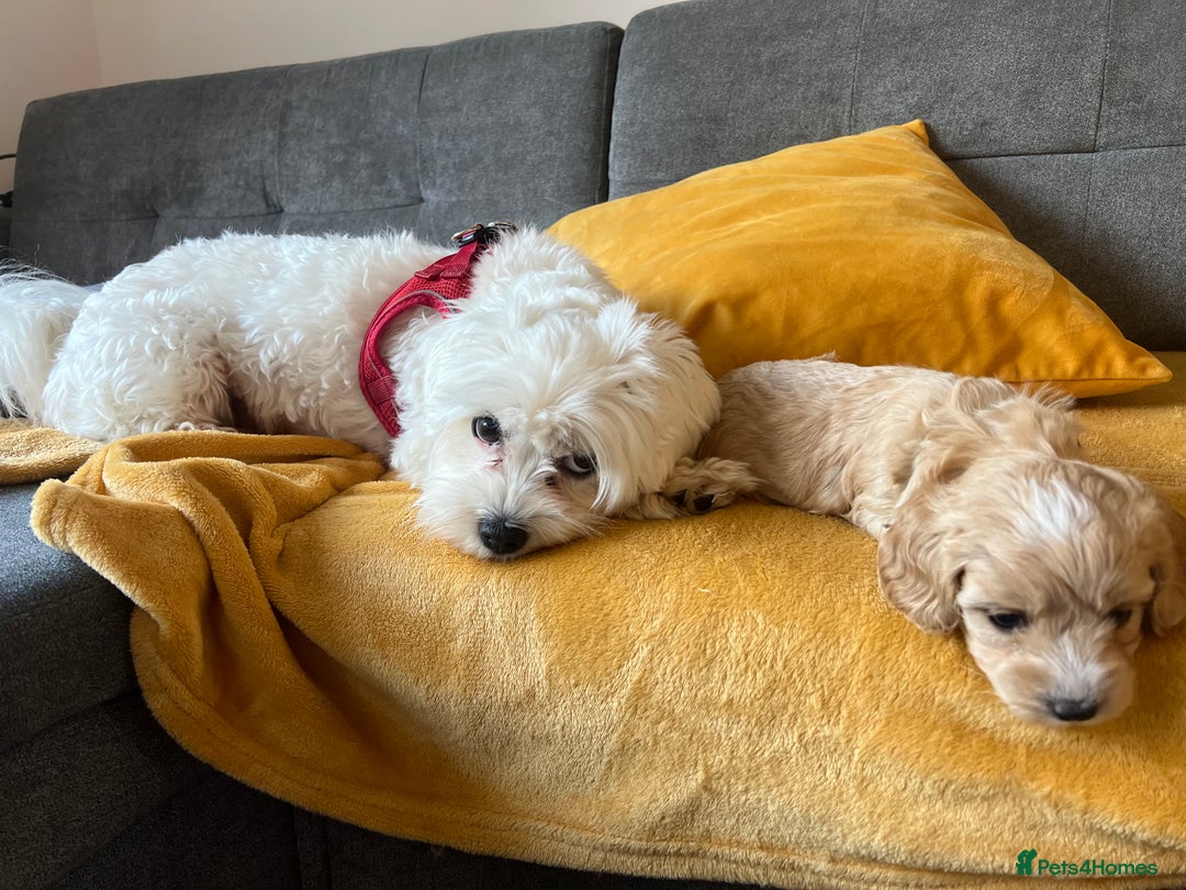 Maltipoo dogs for sale: Maltipoo Puppies  - Image 8