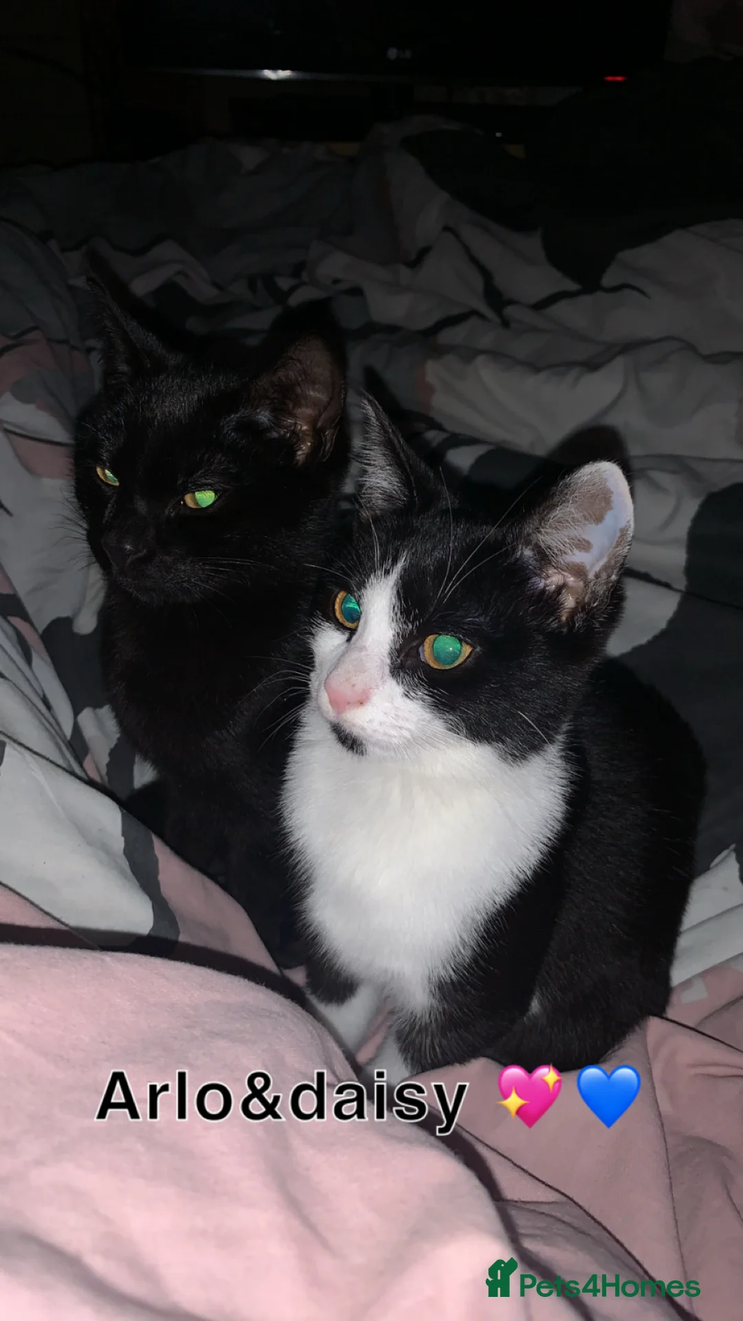 Mixed Breed cats for sale: Kittens for sale in Leeds - Advert 1