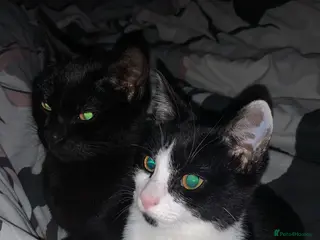 Mixed Breed cats Kittens for sale - Advert 5