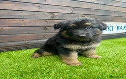 German Shepherd dogs for sale: Long haired German Shepherd puppies - Image 4