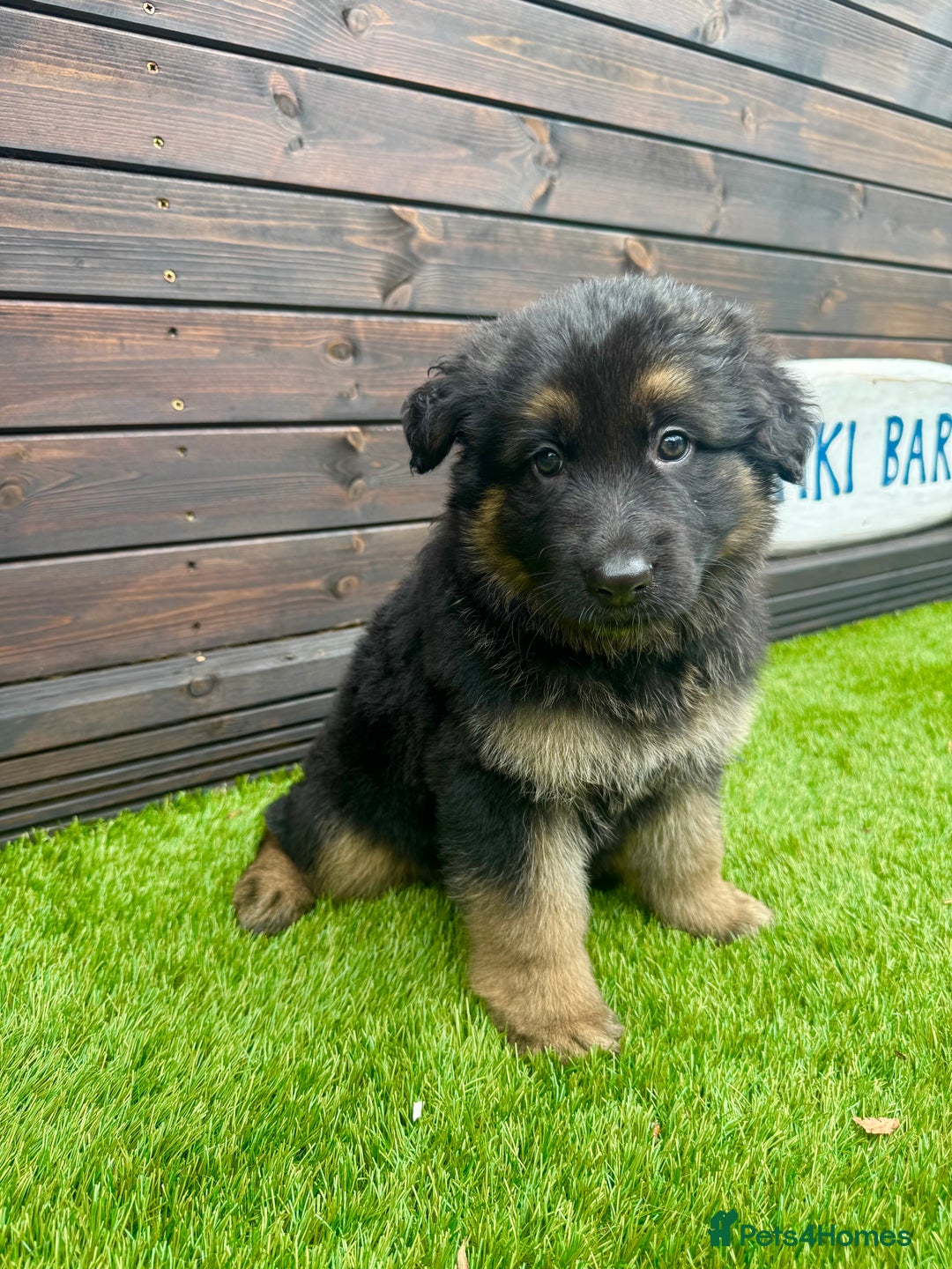 German Shepherd dogs for sale: Long haired German Shepherd puppies - Image 4