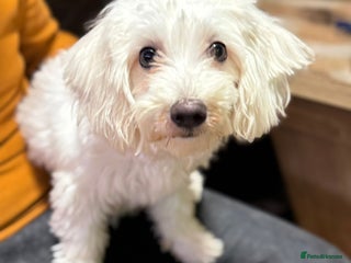 Bichon Frise dogs - Advert 11