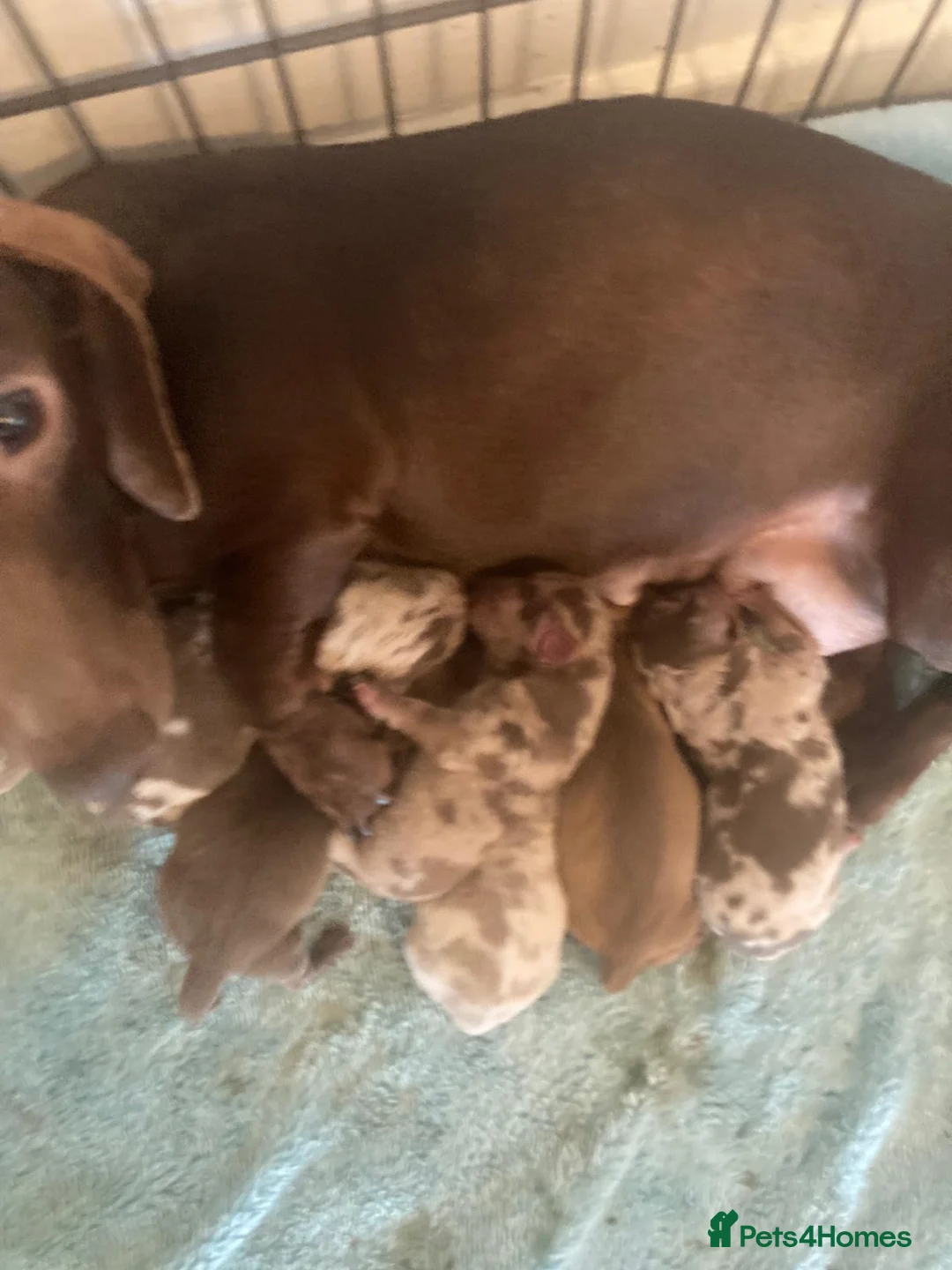 Miniature Dachshund dogs for sale: BEAUTIFUL K.C CHOCOLATE BOY MINIATURE DACHSHUND!!  - Advert 9