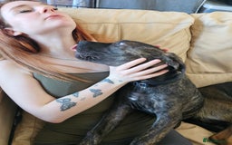 Cane Corso dogs for sale: Cane corso  - Image 7