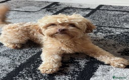 Shihpoo dogs for sale: Adorable F1B Shihpoo puppies ready NOW 🐾🐕🤍 - Image 7