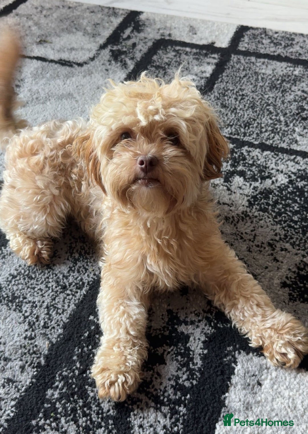 Shihpoo dogs for sale: Adorable F1B Shihpoo puppies ready NOW 🐾🐕🤍 - Image 7