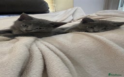 Mixed Breed cats for sale: 3 2 month old TORTIE x BRITISH SHORTHAIR KITTENS - Image 10