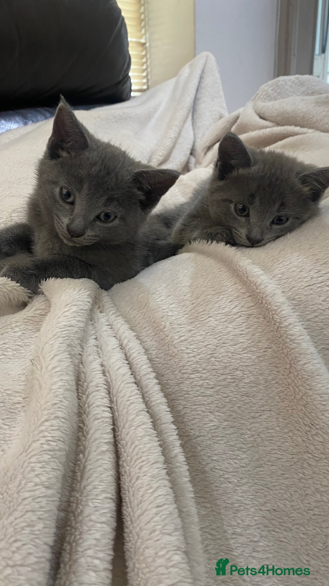 Mixed Breed cats for sale: 3 2 month old TORTIE x BRITISH SHORTHAIR KITTENS - Image 10