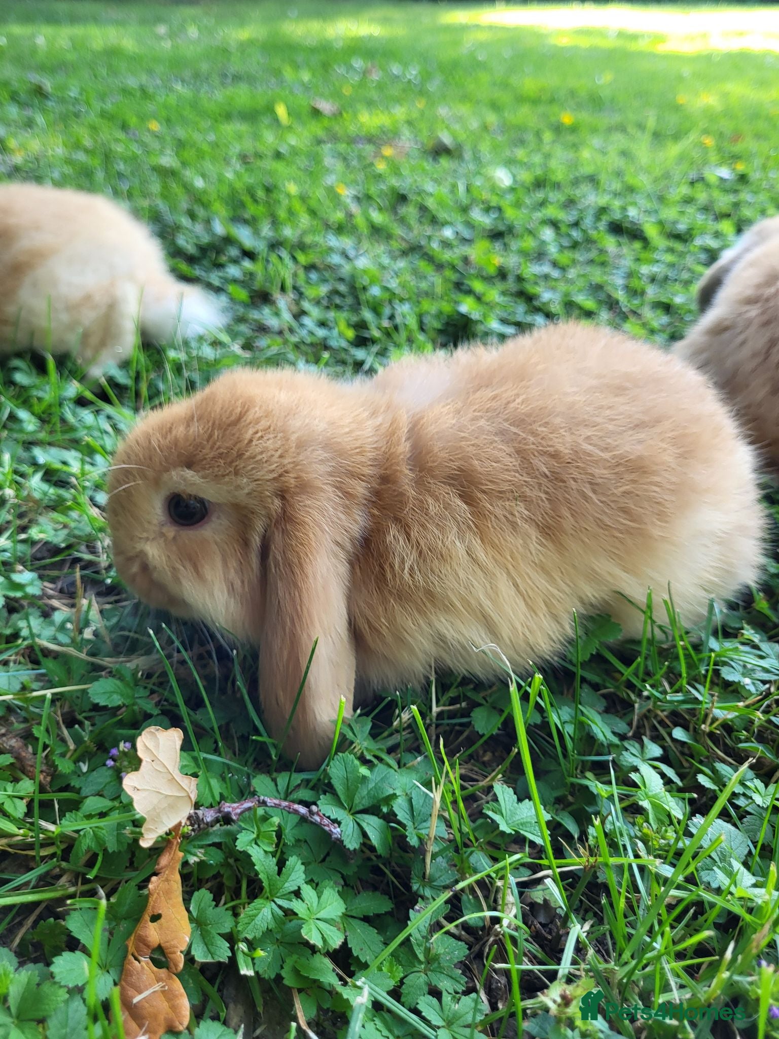 Mini Lop rabbits Mini Lop Bunnies ready for reserve-4 remaining  - Advert 11
