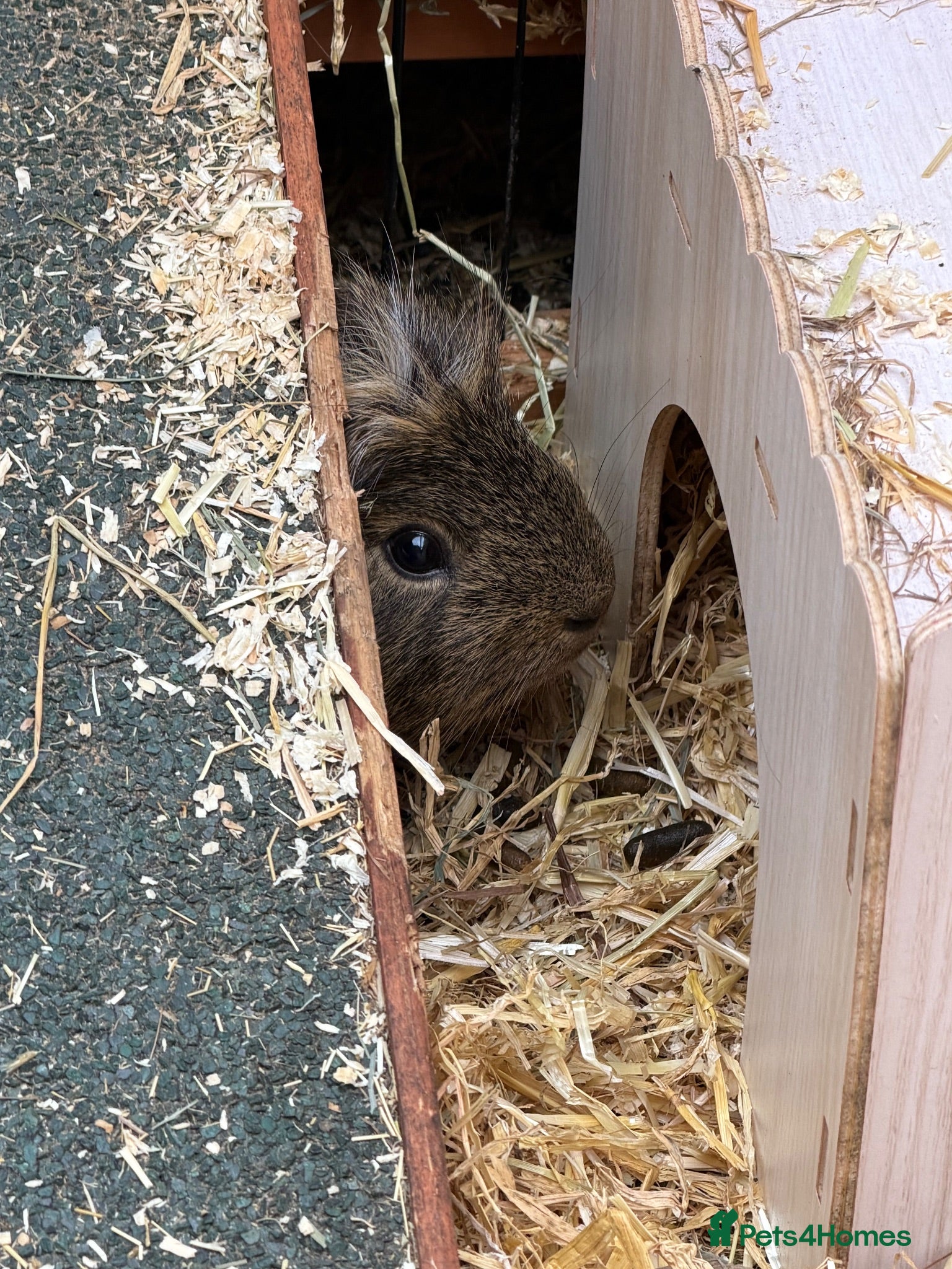 Guinea Pig rodents Guinea Pigs x 2 male - Advert 2