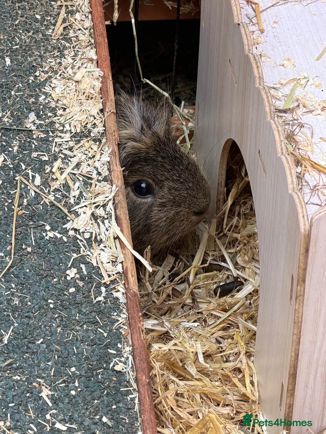Guinea Pig rodents for sale: Guinea Pigs x 2 male + hutch and everything needed - Advert 2