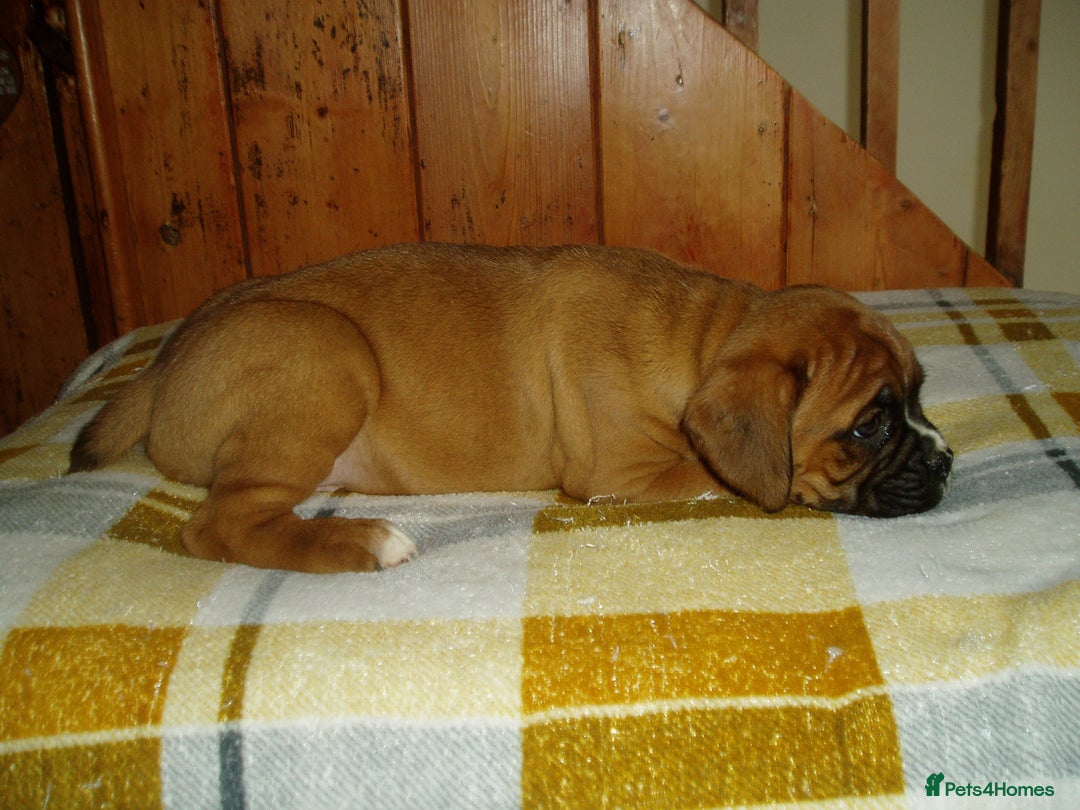 Boxer dogs for sale: Health Tested COI 1.5% KC Registered - Image 17