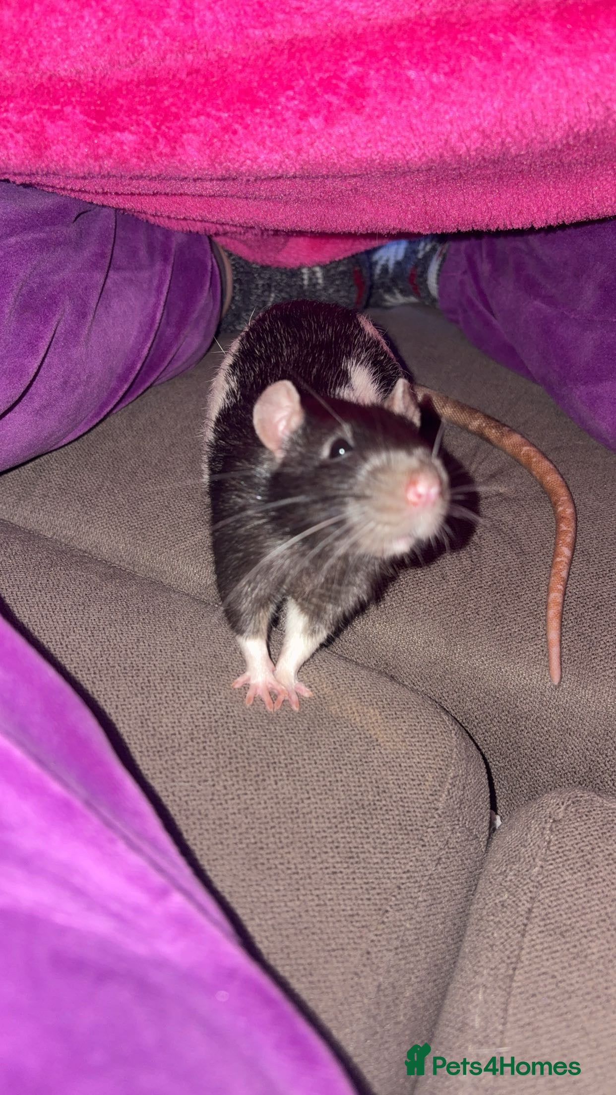 Rat rodents Luffy and Splinter are looking for a good family - Advert 1