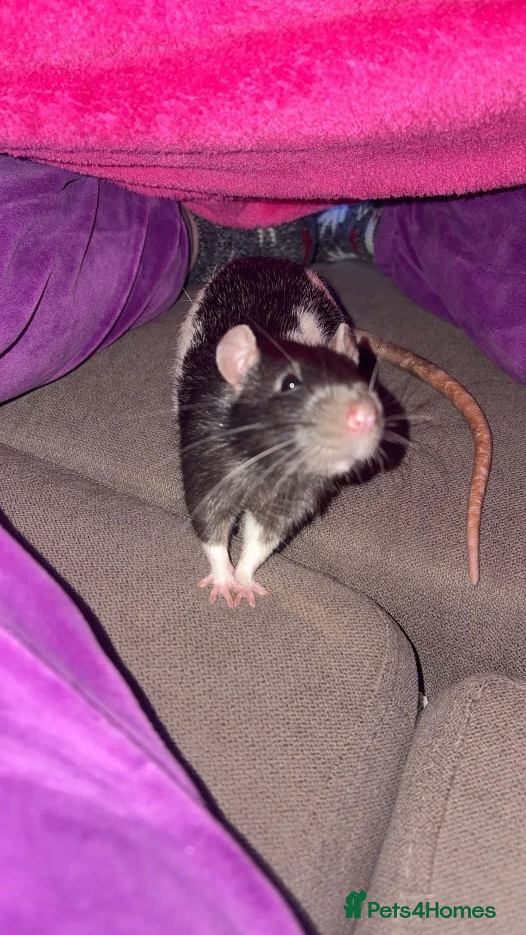 Rat rodents for sale: Luffy and Splinter are looking for a good family - Advert 1
