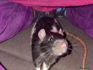 Rat rodents Luffy and Splinter are looking for a good family - Advert 1