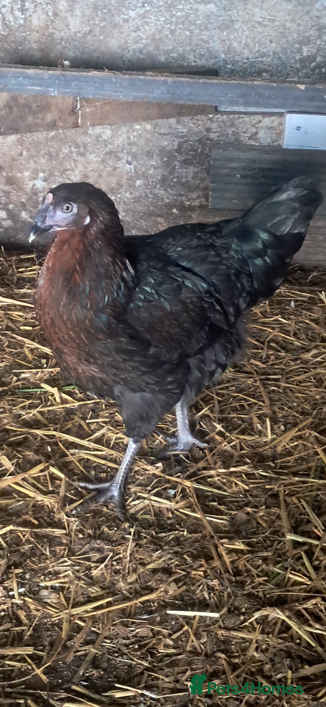 Chickens poultry for sale: Hybrid pullets available  - Image 7