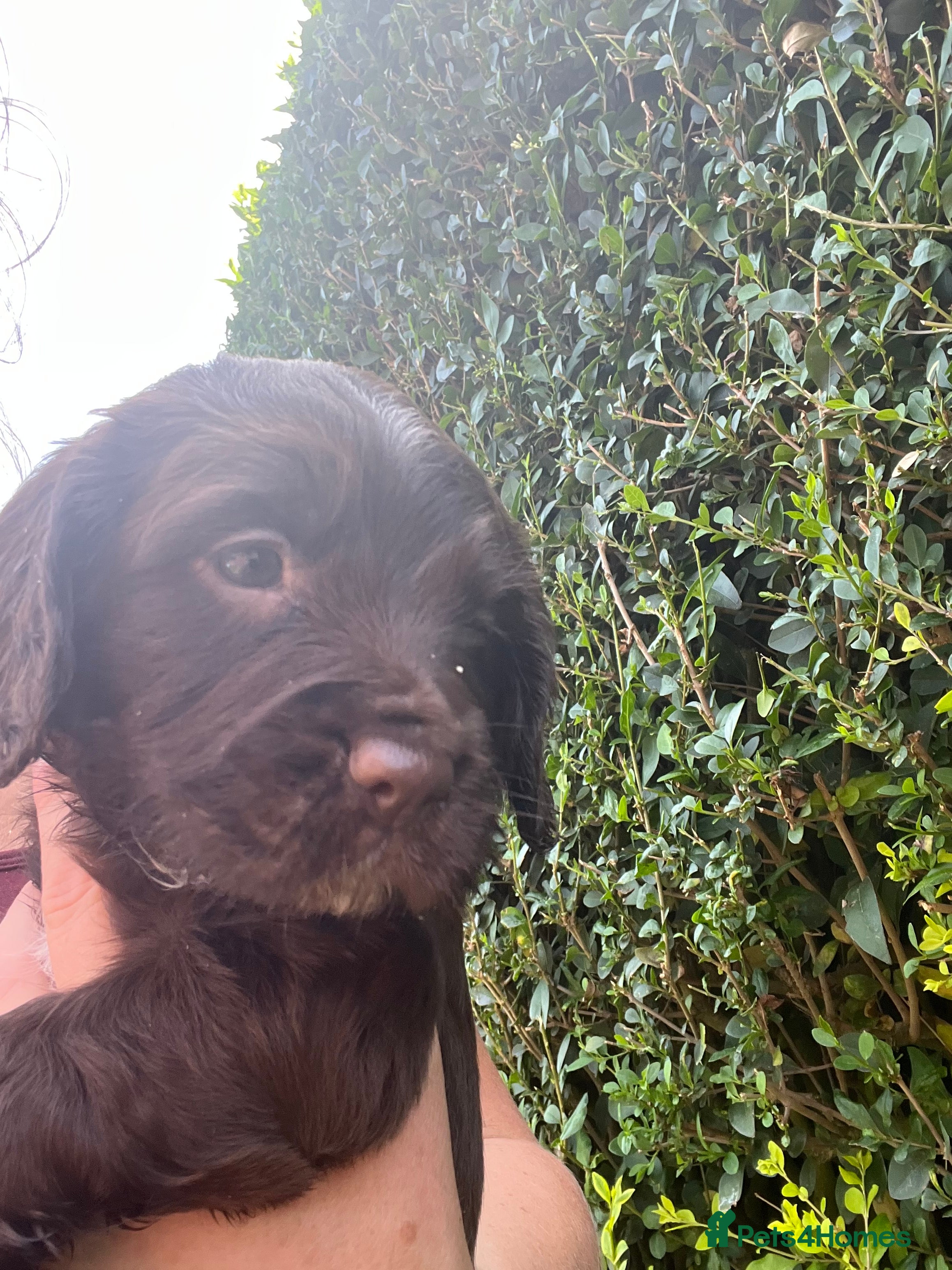 Sprocker dogs Beautiful sprocker puppies  - Advert 2