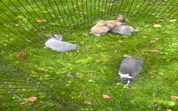 Rex rabbits for sale: Beautiful dwarf lop and mini rex babies  - Image 28