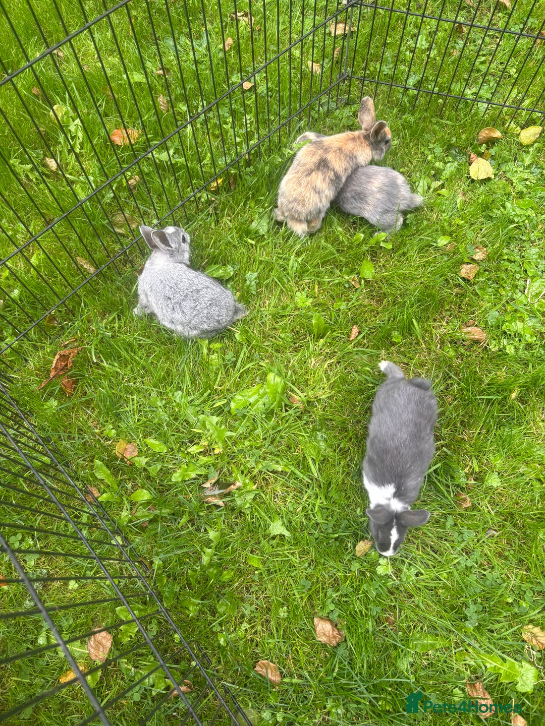 Rex rabbits for sale: Beautiful dwarf lop and mini rex babies  - Image 28