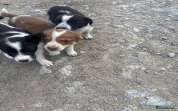 Border Collie dogs for sale: Beautiful pups looking for new home🐶 - Image 5