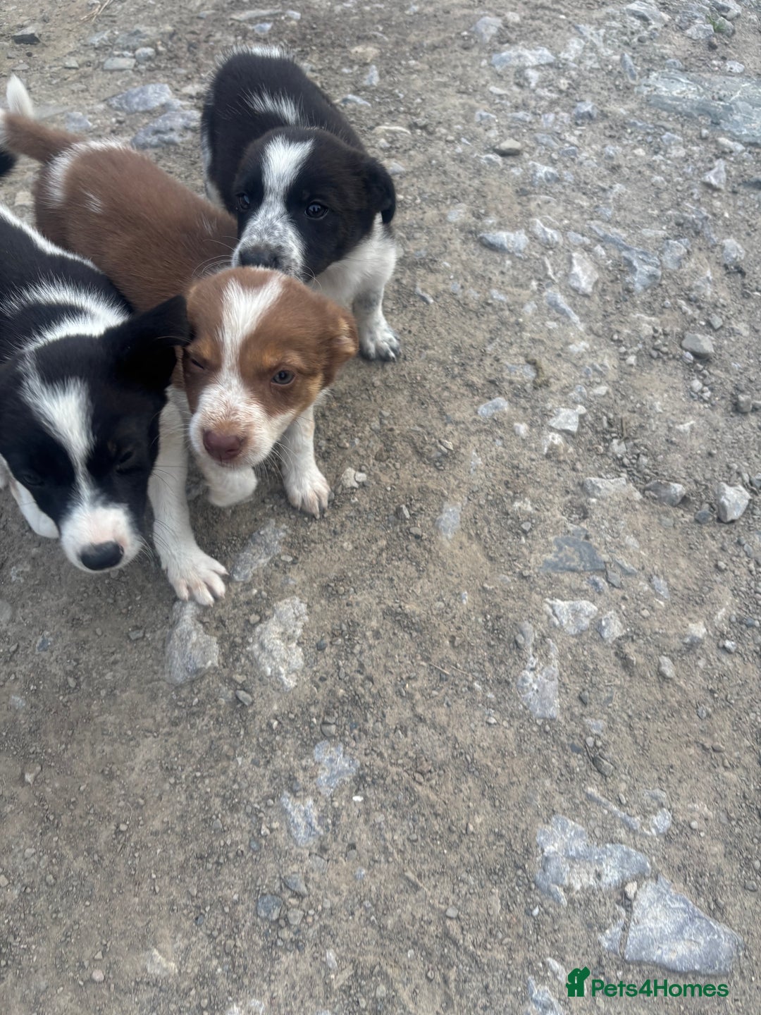 Border Collie dogs for sale: Beautiful pups looking for new home🐶 - Image 5