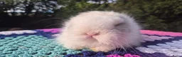Angora rabbits for sale: 💓OUTSTANDING TEDDYDWERG, IMPORTED PARENTS💙  - Advert 10