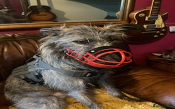 Mixed Breed dogs for sale: Lurcher Siblings - Image 3
