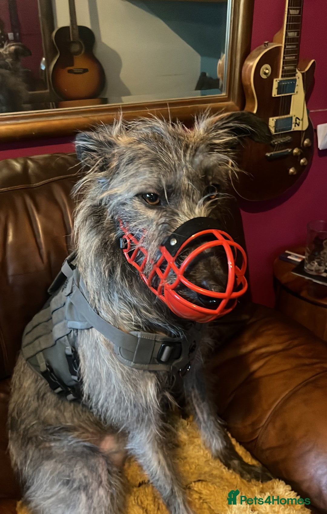 Mixed Breed dogs for sale: Lurcher Siblings - Image 3