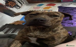 Presa Canario dogs for sale: Pressa canario cross  in Bilston - Image 2