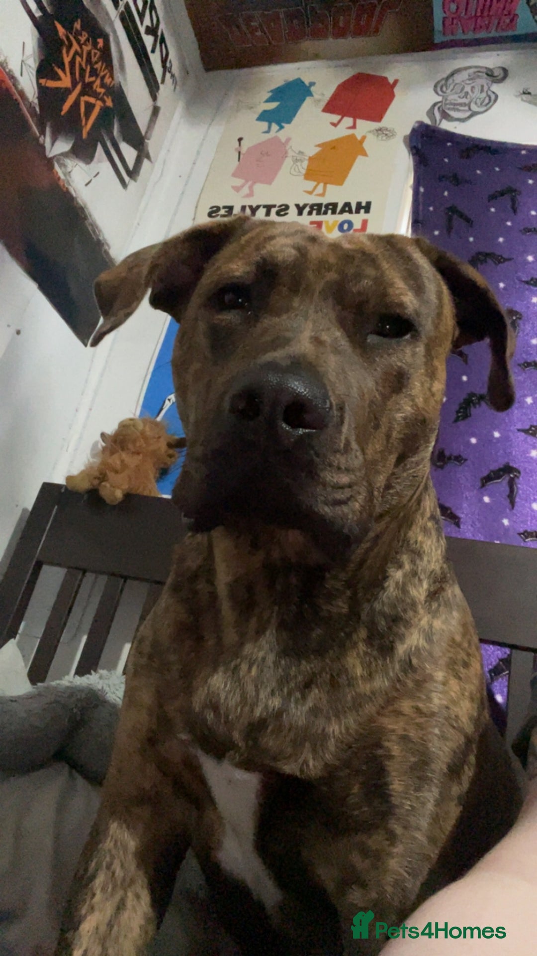 Presa Canario dogs for sale: Pressa canario cross  in Bilston - Image 2