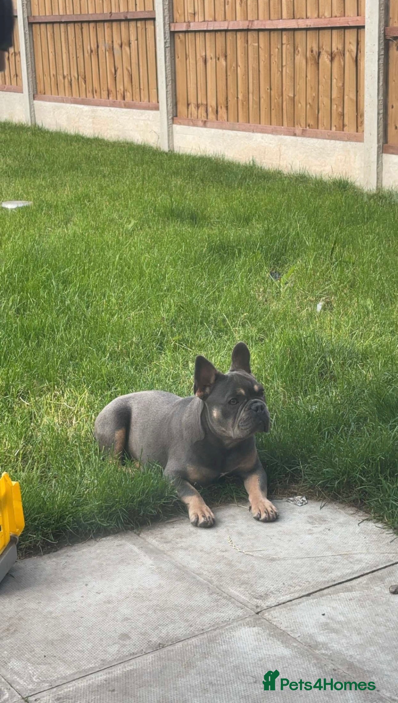 French Bulldog dogs Male French bulldog  - Advert 1