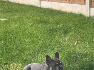 French Bulldog dogs Male French bulldog - Advert 1
