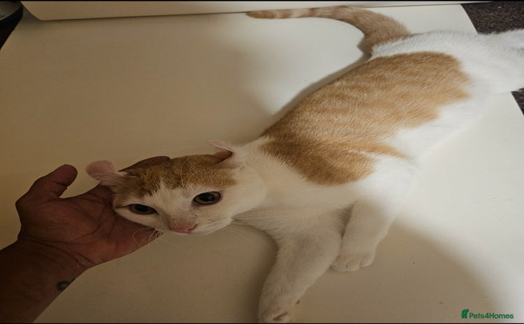 Mixed Breed cats - Advert 3