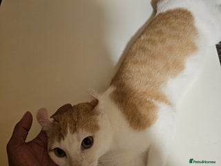 Mixed Breed cats - Advert 1