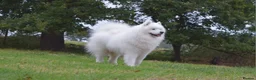 Samoyed dogs for stud: KC Stud Fully Health tested from Champion parents in Leeds - Advert 5