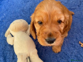 Cocker Spaniel dogs Beautiful female golden cocker spaniel - Advert 1