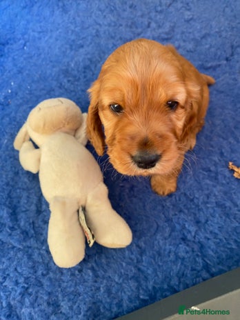 Cocker Spaniel dogs Beautiful female golden cocker spaniel - Advert 3