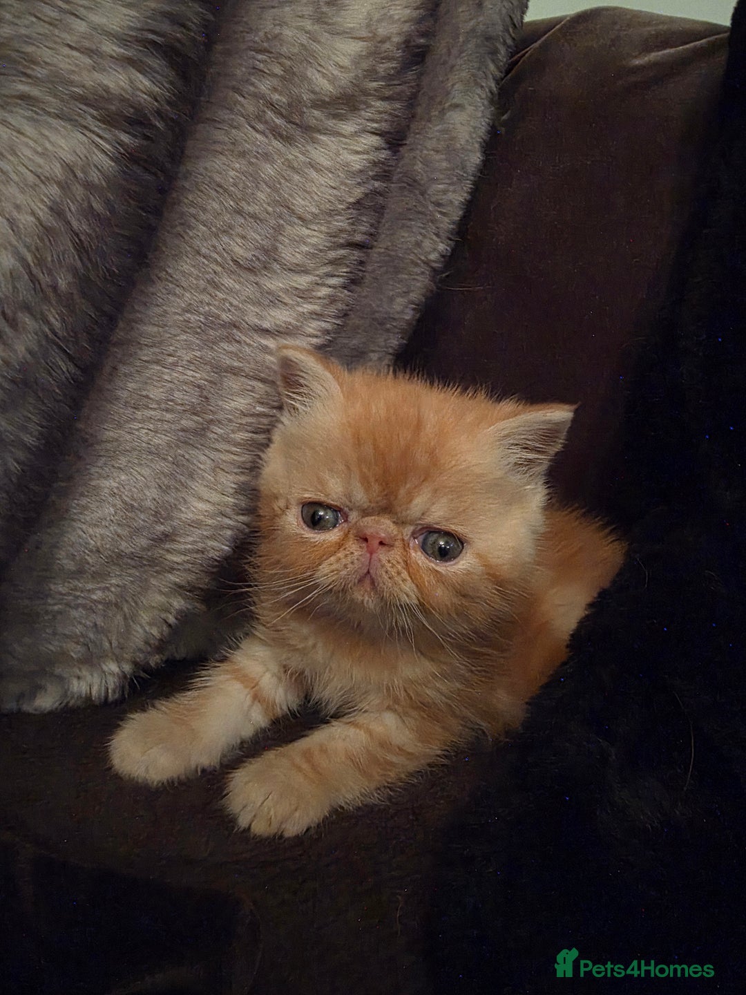 Exotic cats for sale: Adorable Exotic Shorthair girls. Ready now! - Advert 2