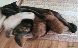 British Shorthair cats for sale: Beautiful British shorthair kittens - Image 19