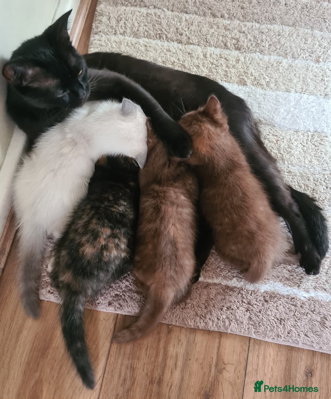 British Shorthair cats for sale: Beautiful British shorthair kittens - Image 19